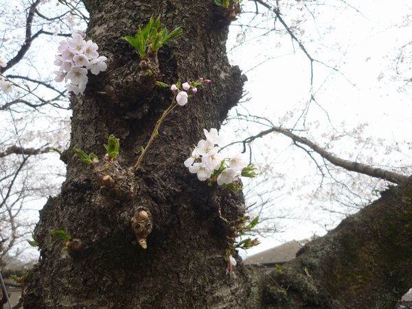 立川の桜 根川緑道