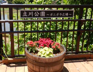 まちNews！ガニガラの田んぼに苗