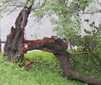 まちNews！根川緑道のサクラが…