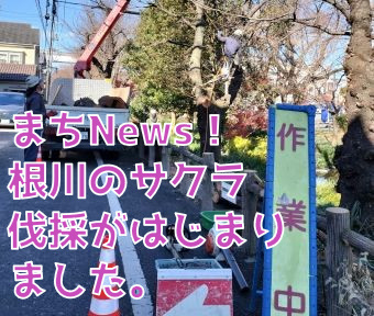 まちNews！ 根川のサクラの伐採がはじまりました。