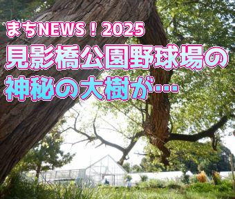 まちNews！2025 まるで大蛇が地を這うような…見影橋公園野球場近くの大樹