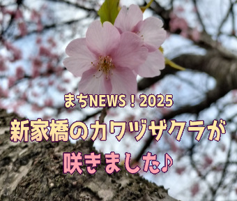 まちNews！2025 新家橋のカワヅザクラが咲きました！